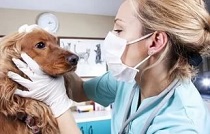 Ветеринарные врачи